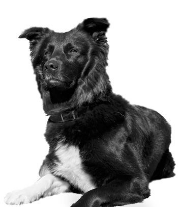 Hund Ingo, schwarzer Bordercollie aus dem Tierheim